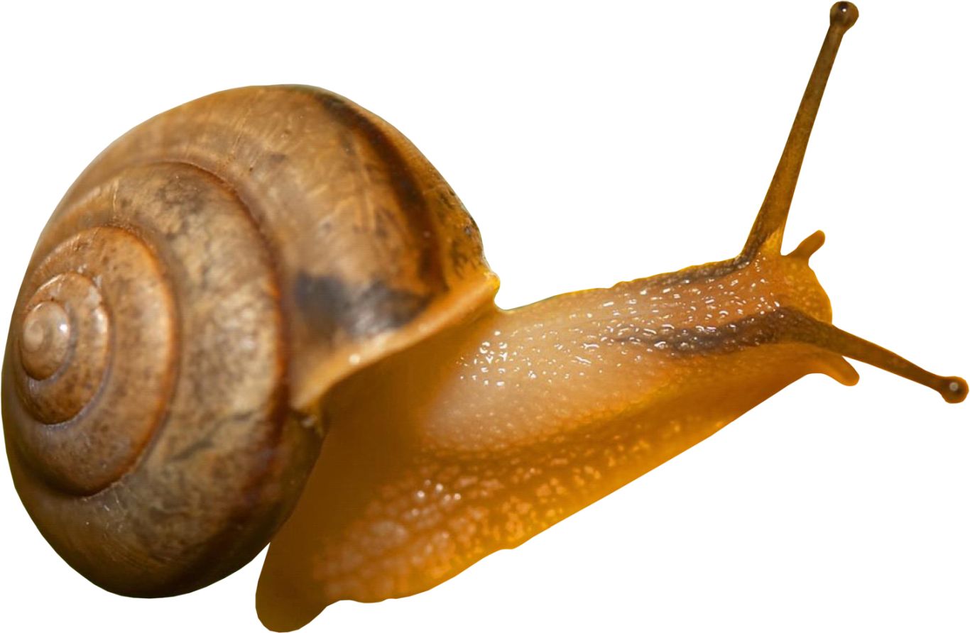 Snail PNG    图片编号:13196