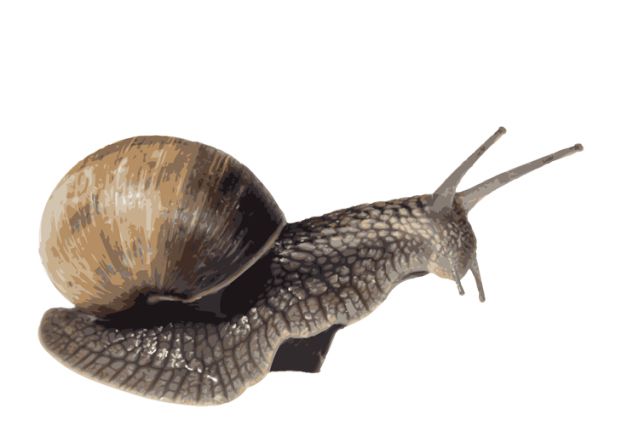 Snail PNG    图片编号:13197