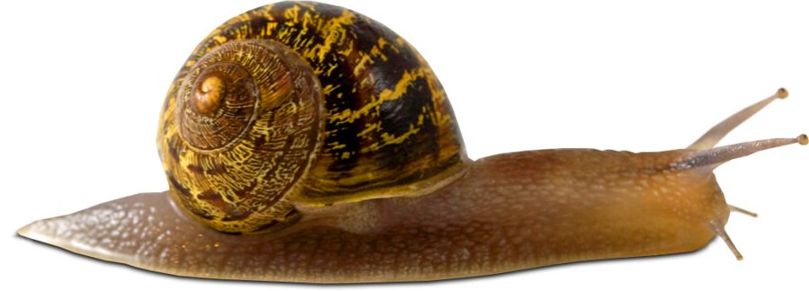 Snail PNG    图片编号:13201