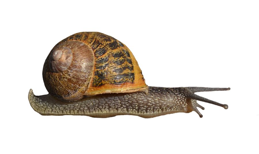 Snail PNG    图片编号:13202