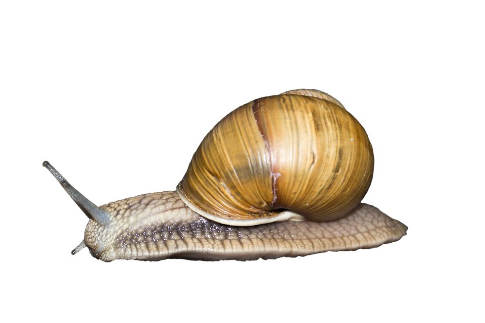 Snail PNG    图片编号:13203