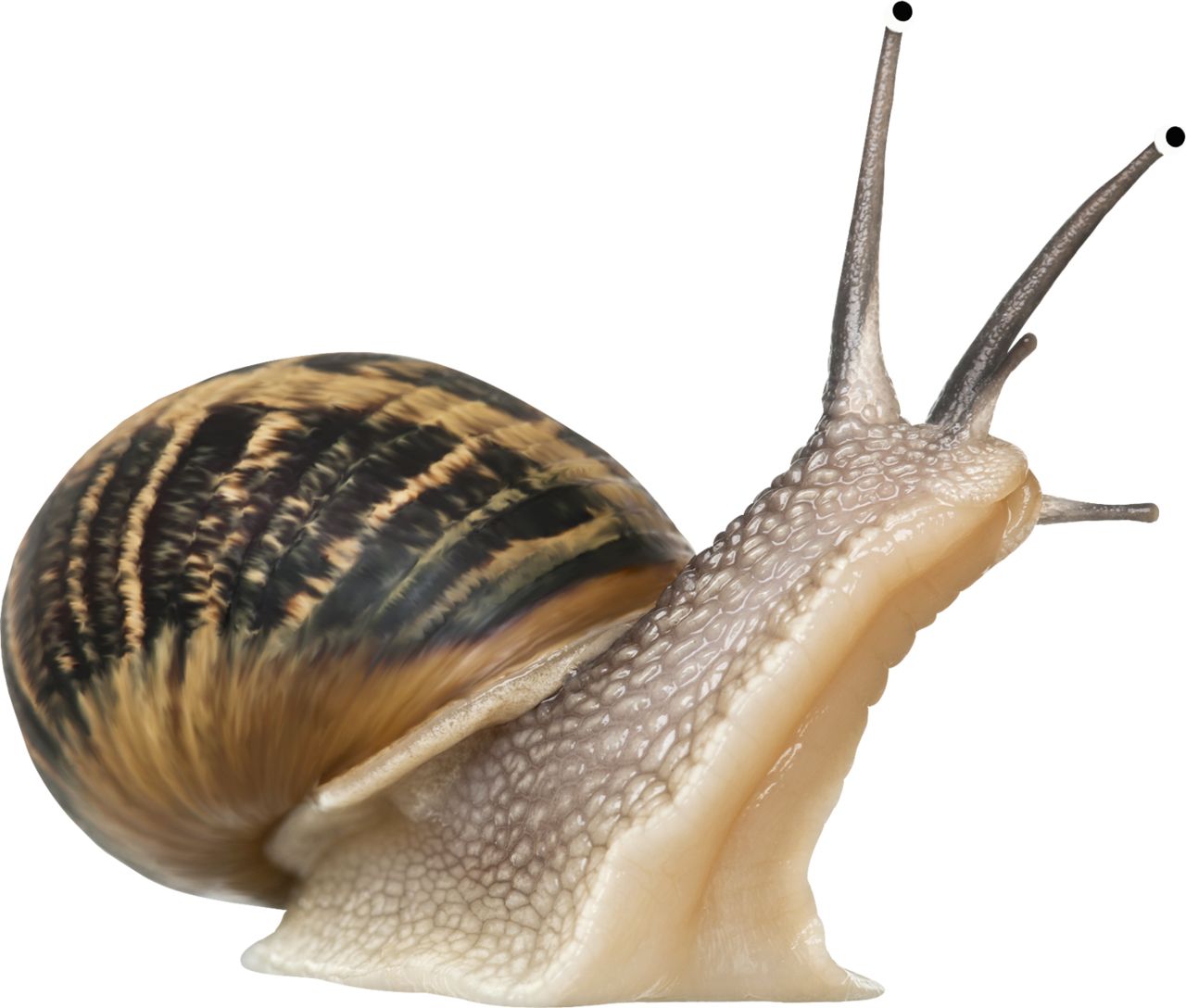Snail PNG    图片编号:13204