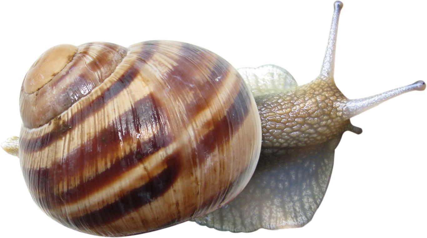 Snail PNG    图片编号:13205