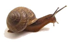 Snail PNG    图片编号:13210