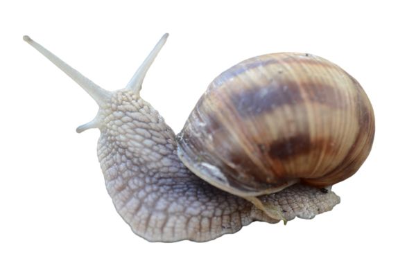 Snail PNG    图片编号:13212