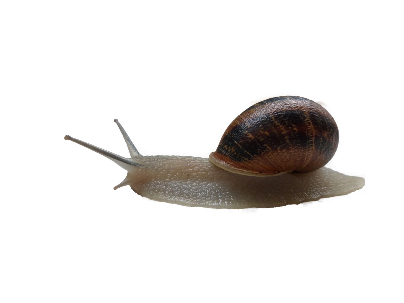 Snail PNG    图片编号:13214