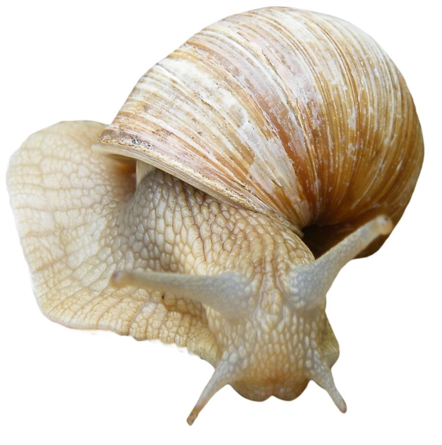 Snail PNG    图片编号:13215
