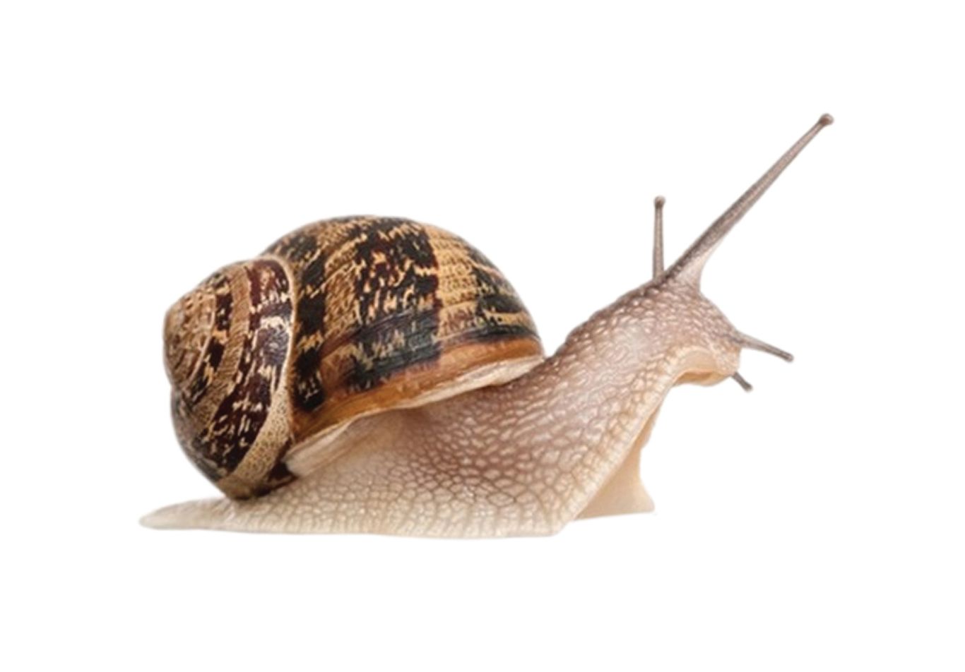 Snail PNG    图片编号:13216