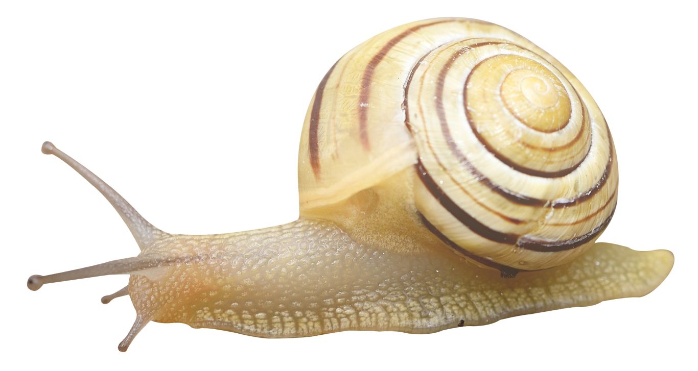 Snail PNG    图片编号:96442