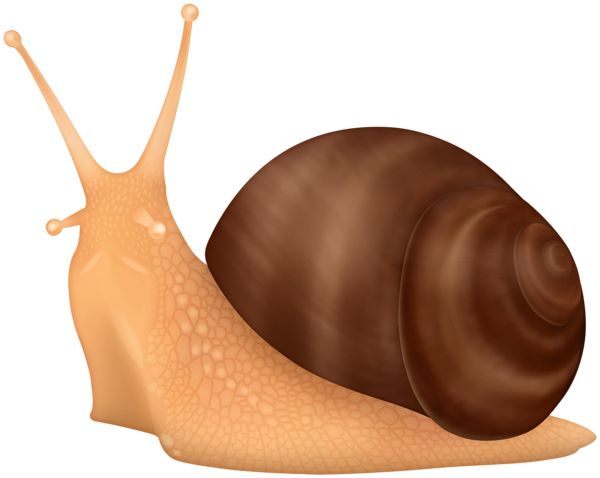 Snail PNG    图片编号:96446