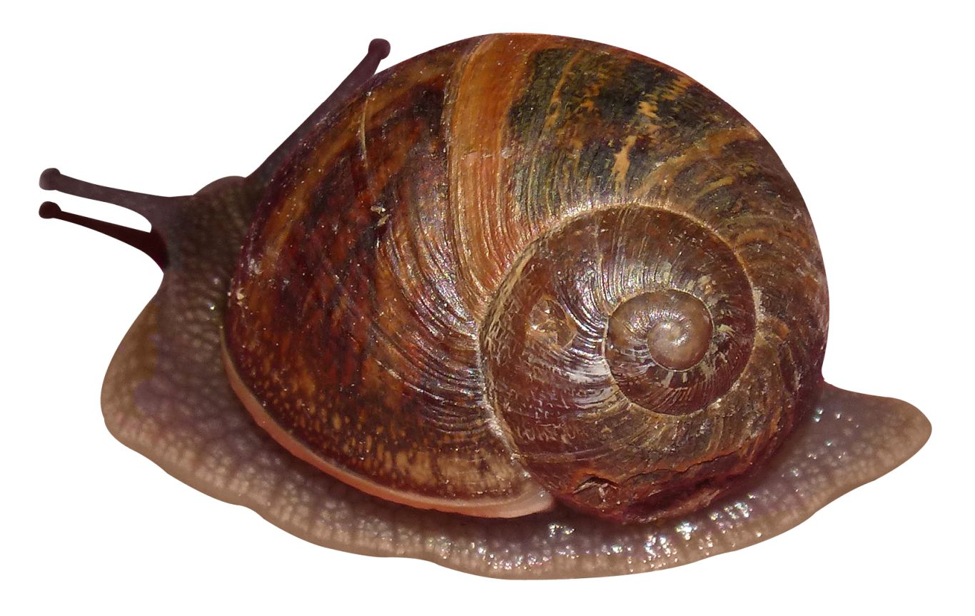 Snail PNG    图片编号:96450