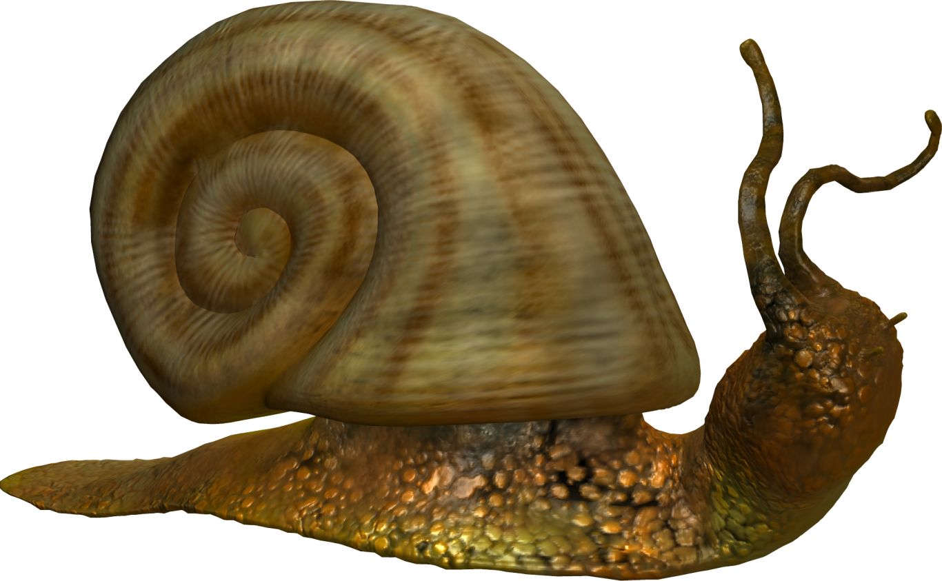 Snail PNG    图片编号:96455