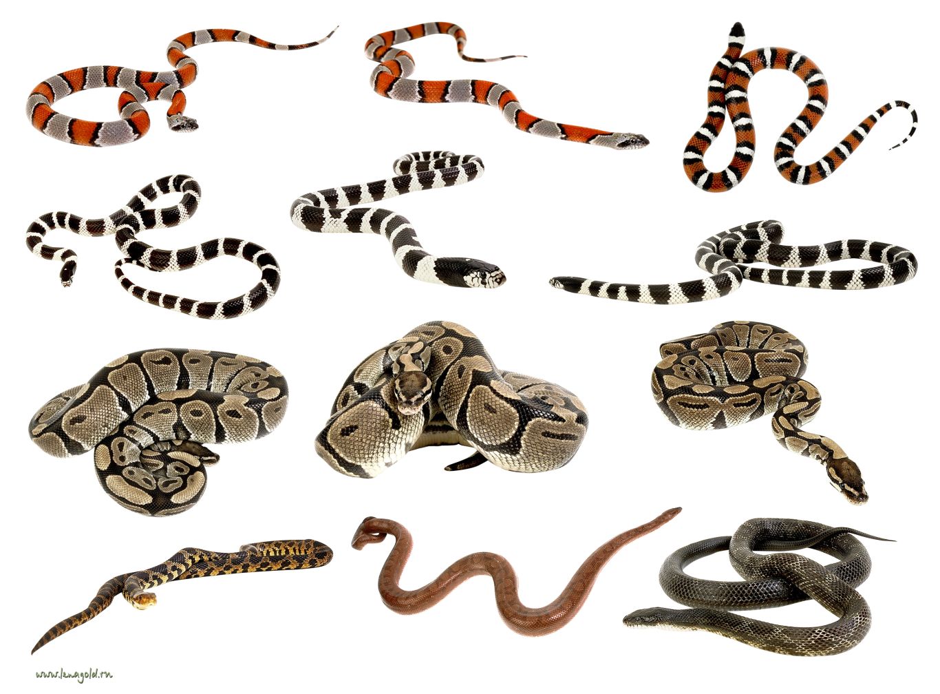 Snakes clipart PNG images    图片编号:4043