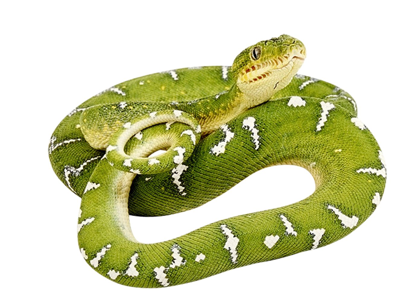 Green snake PNG image    图片编号:4047