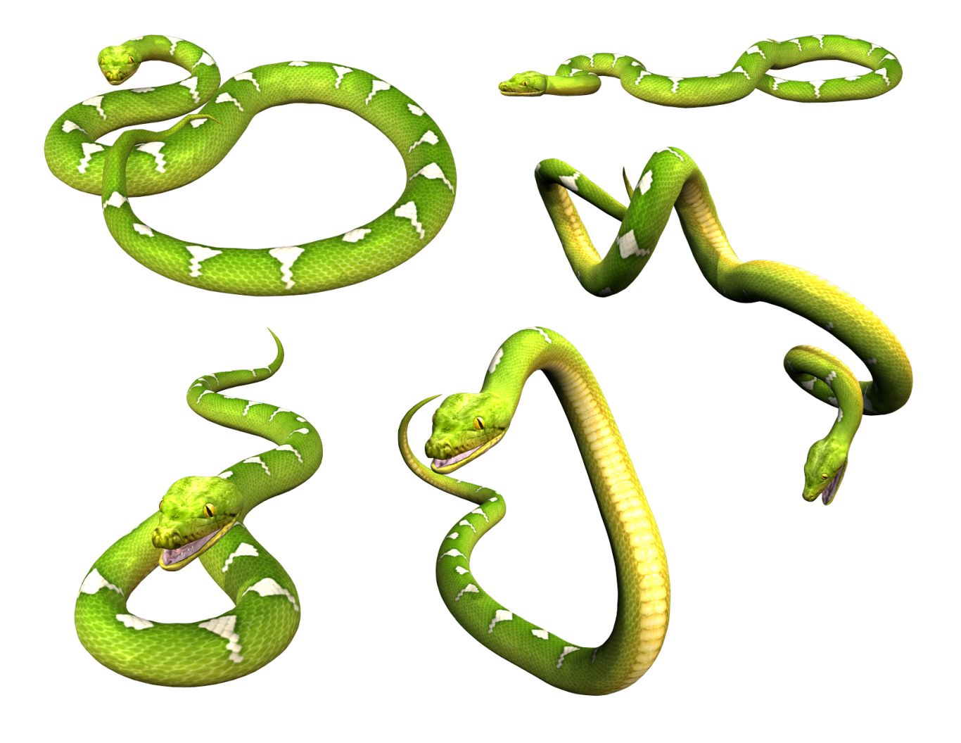 Snake PNG image picture download free    图片编号:4049