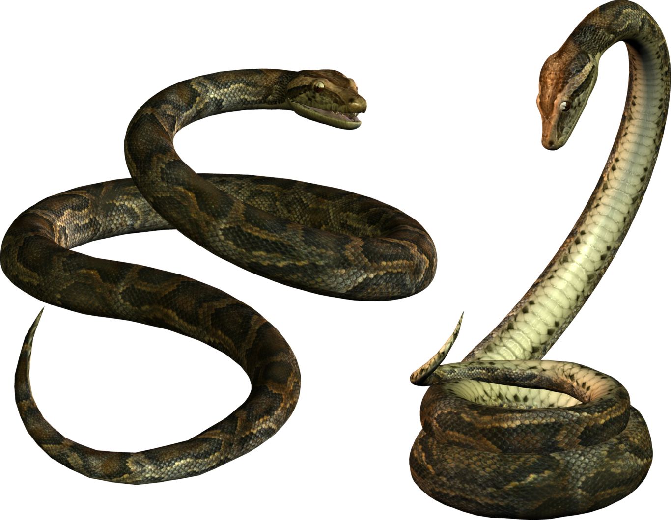 Snake PNG image picture download free    图片编号:4050