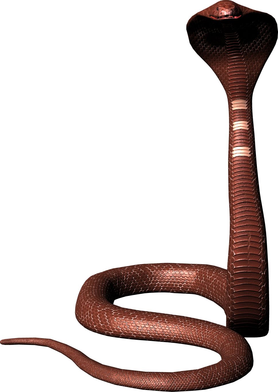 Cobra snake PNG image, free download picture    图片编号:4051