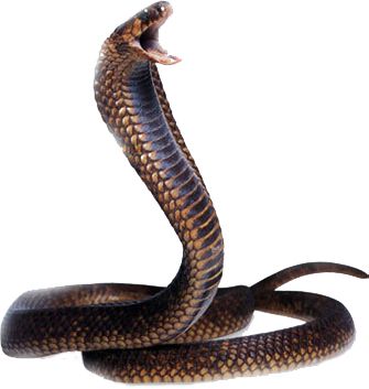 Cobra snake PNG image, free download picture    图片编号:4067