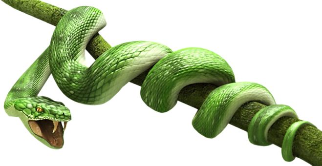 Green snake PNG image    图片编号:4068