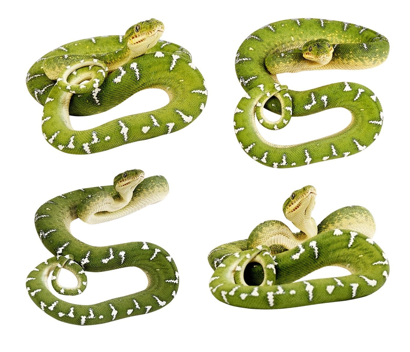 Green snakes PNG image    图片编号:4073