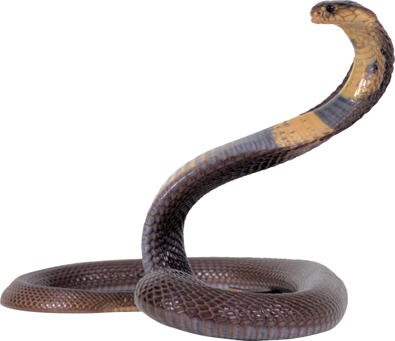 Cobra snake PNG image, free download picture    图片编号:4075