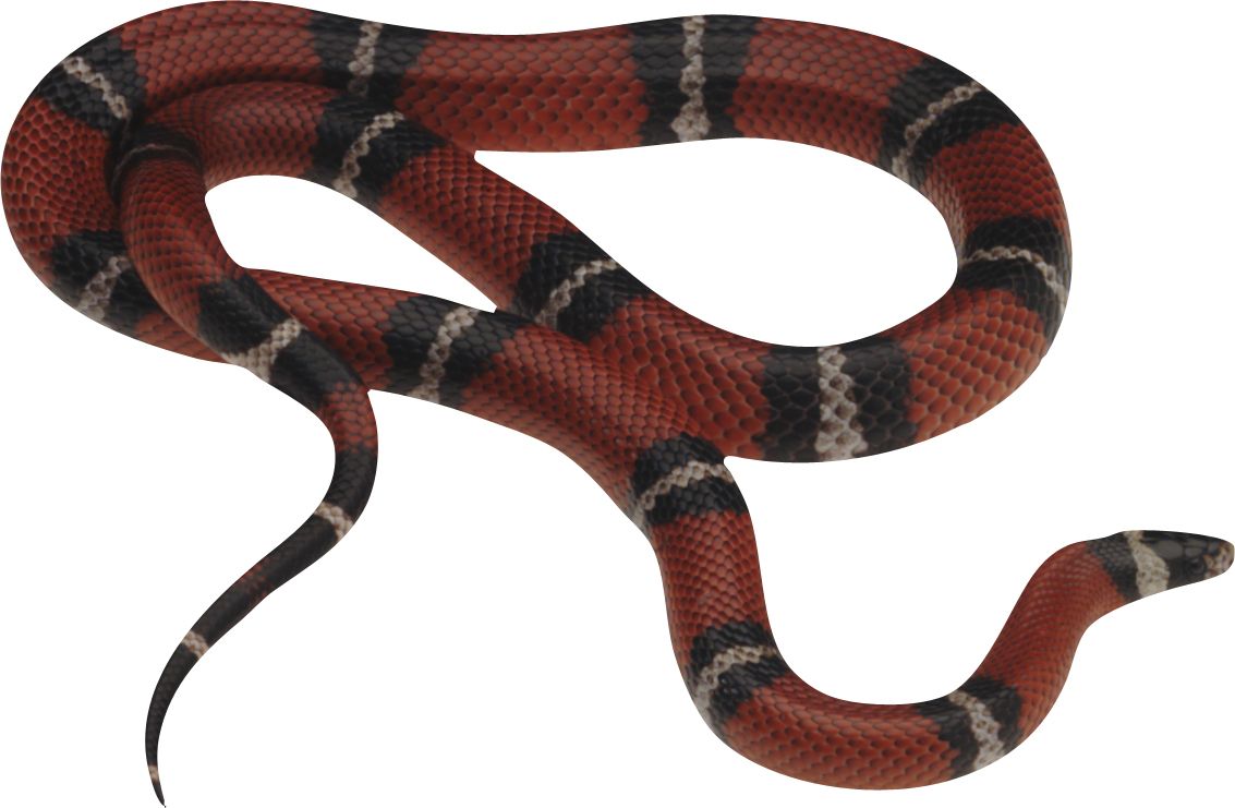 Snake PNG image picture download free    图片编号:4077
