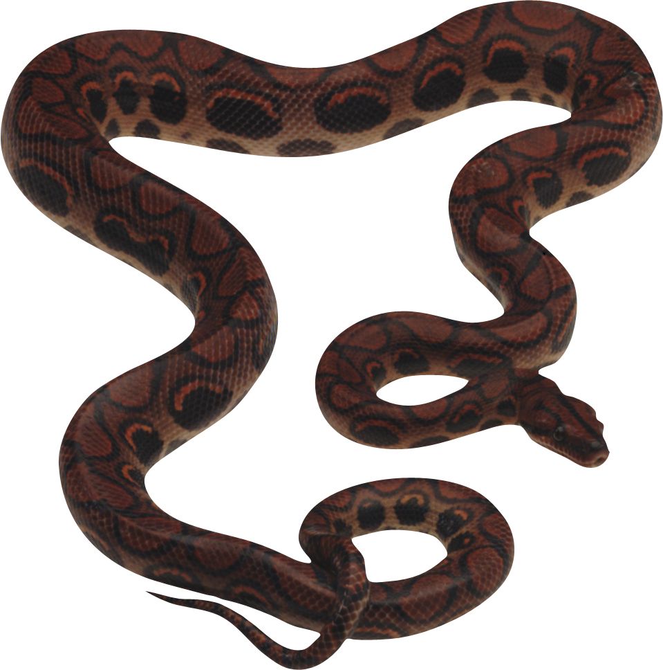 Snake PNG image picture download free    图片编号:4080