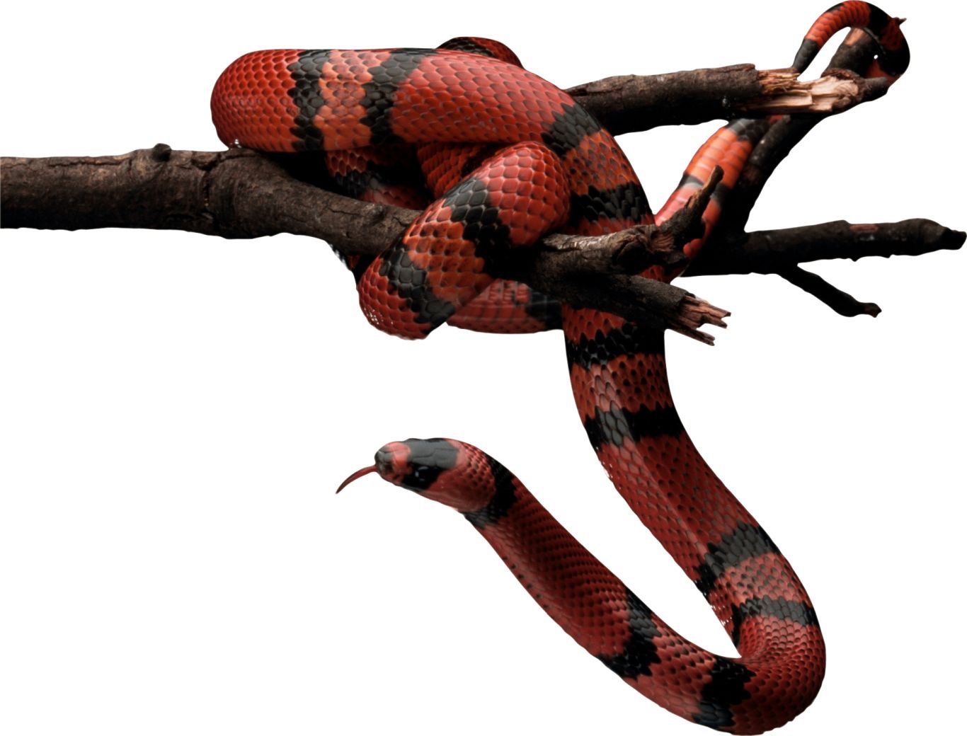Red snake PNG image picture download free    图片编号:4082