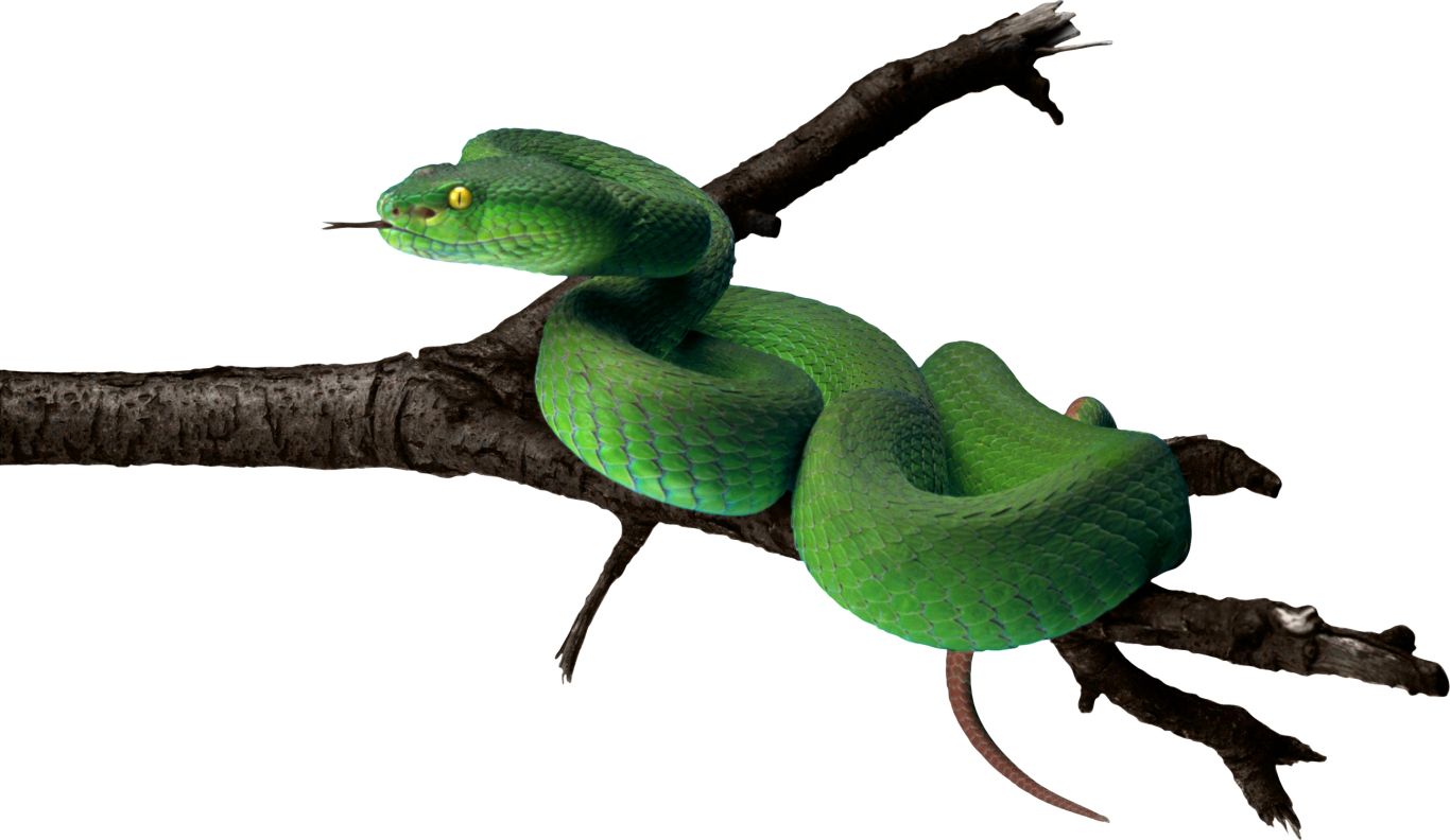 Green snake PNG image    图片编号:4083