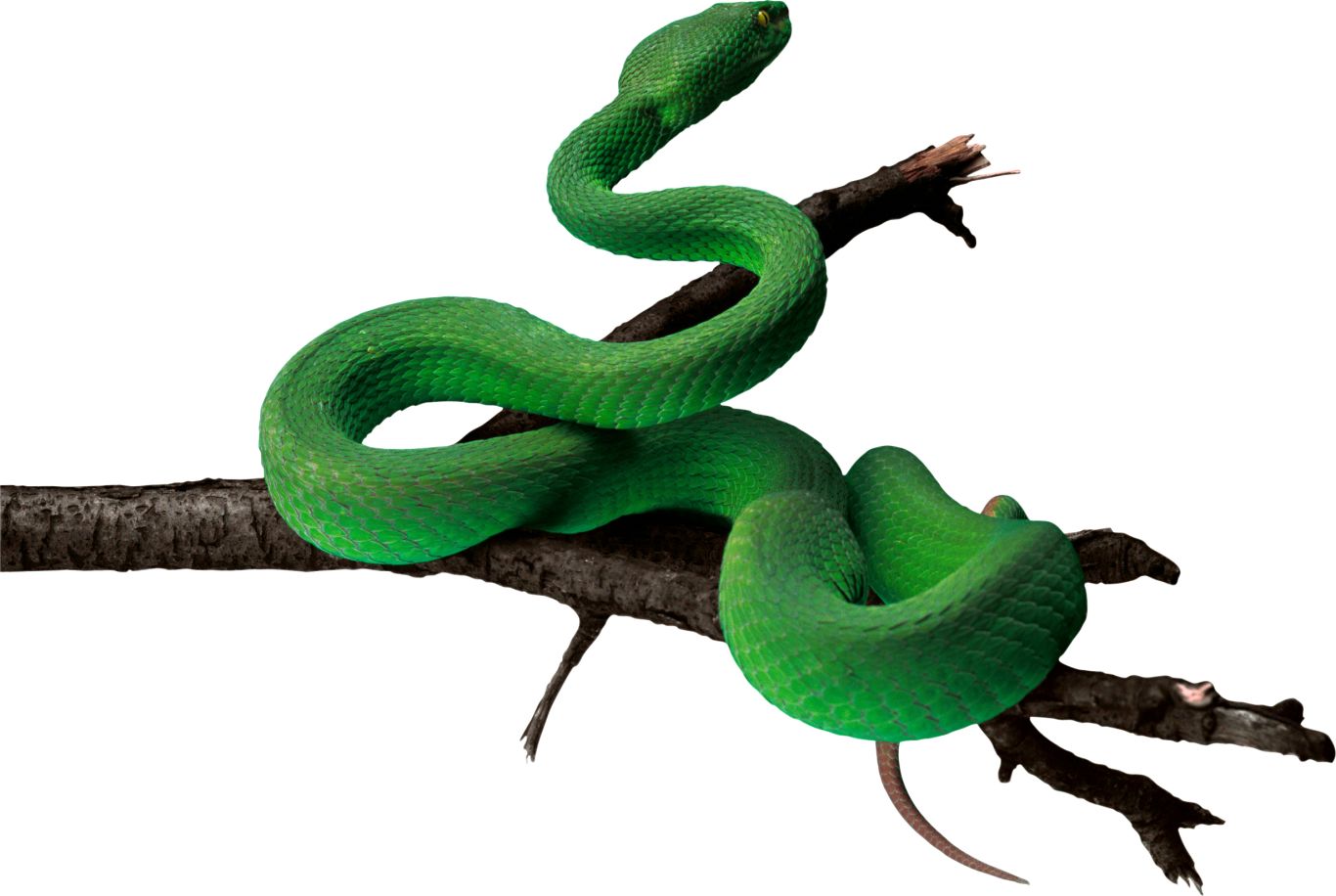 Green snake PNG image    图片编号:4084