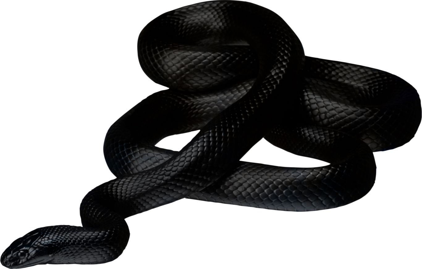 Black snake PNG image picture download free    图片编号:4085