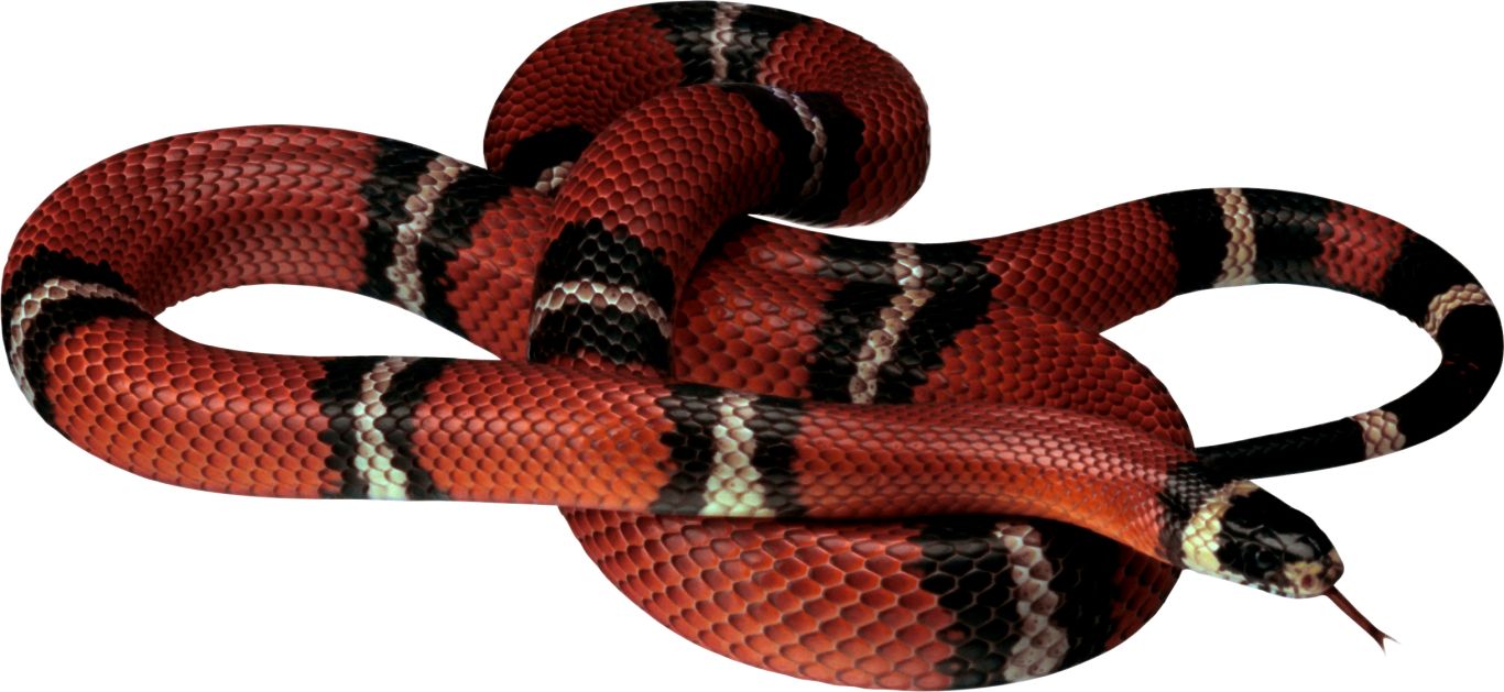 Snake PNG image picture download free    图片编号:4087