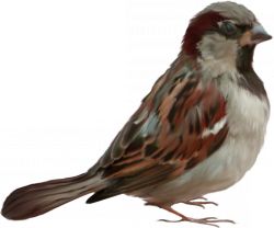 Sparrow PNG    图片编号:20121