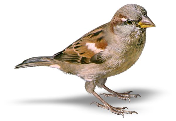 Sparrow PNG    图片编号:20123