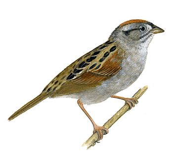 Sparrow PNG    图片编号:20127