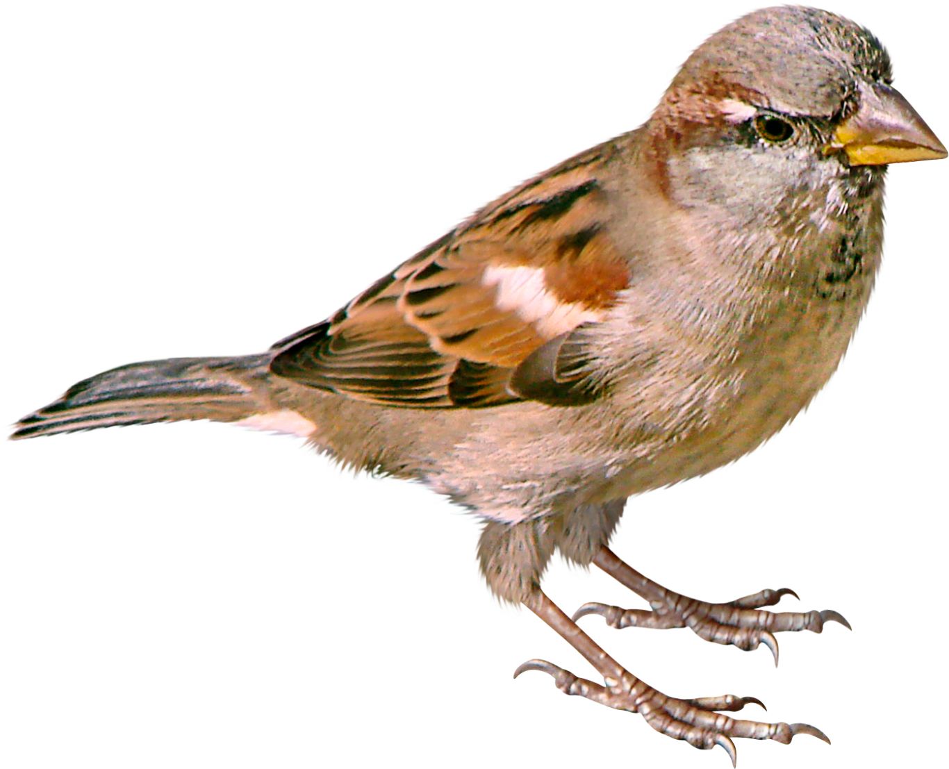 Sparrow PNG    图片编号:20110