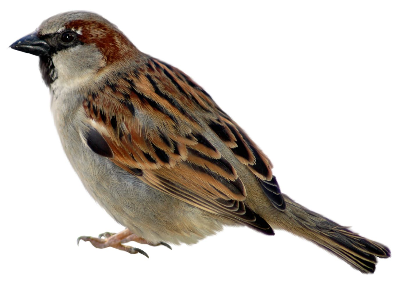 Sparrow PNG    图片编号:20130