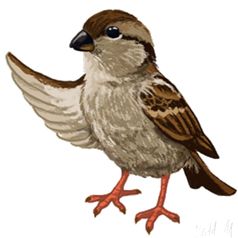 Sparrow PNG    图片编号:20131