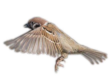 Sparrow PNG    图片编号:20133