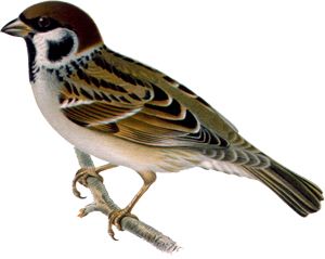 Sparrow PNG    图片编号:20134