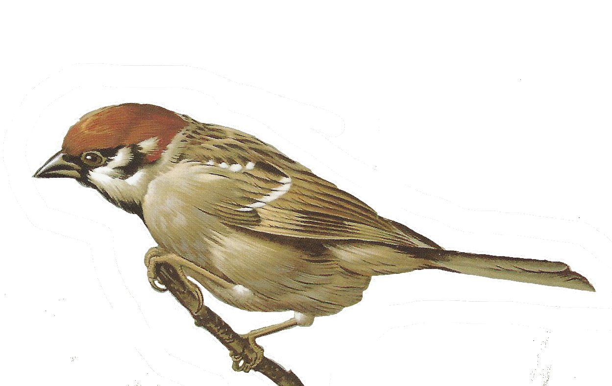 Sparrow PNG    图片编号:20135