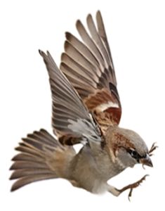 Sparrow PNG    图片编号:20111