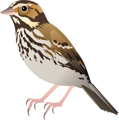Sparrow PNG    图片编号:20138