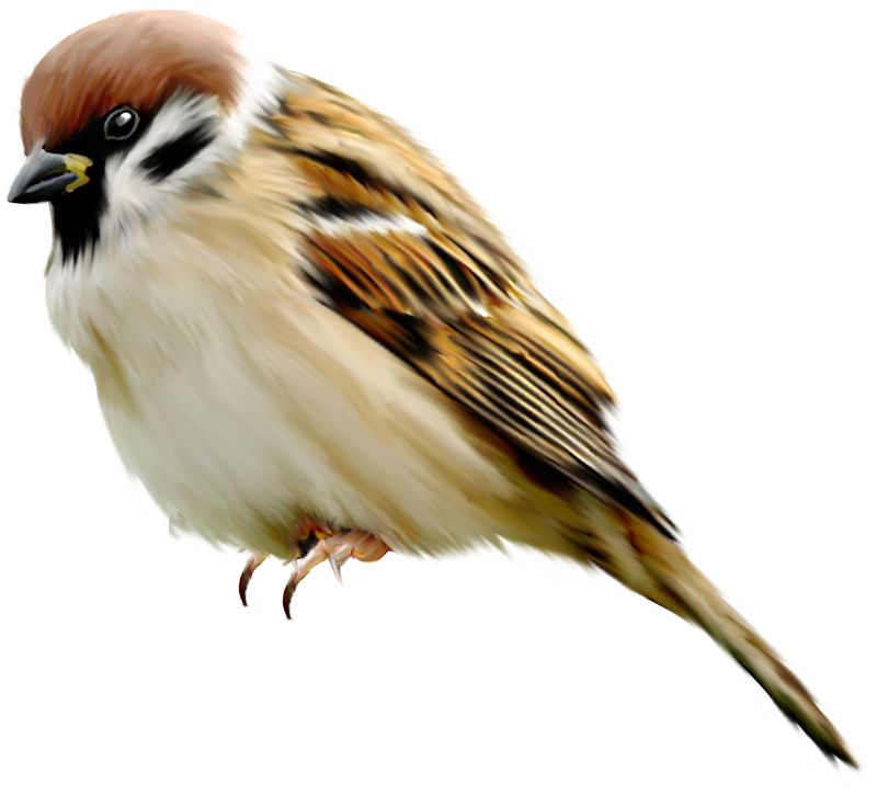 Sparrow PNG    图片编号:20141