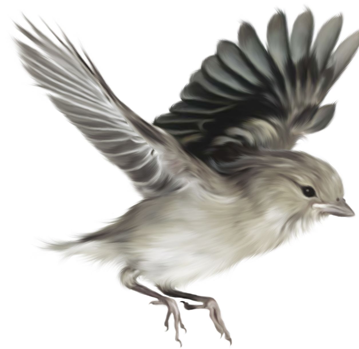 Sparrow PNG    图片编号:20142