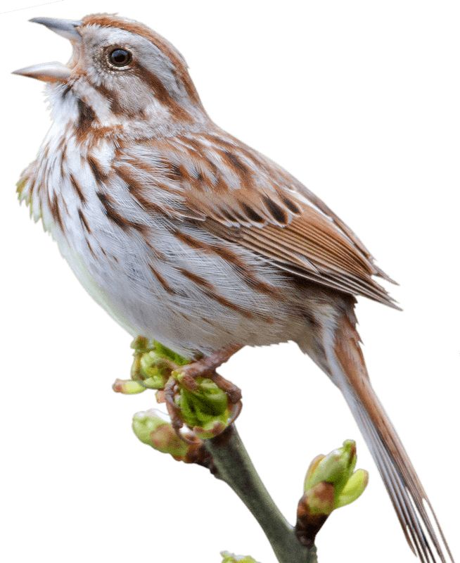 Sparrow PNG    图片编号:20143