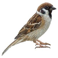 Sparrow PNG    图片编号:20144