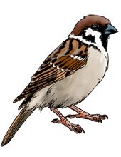 Sparrow PNG    图片编号:20145