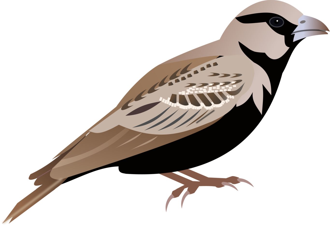 Sparrow PNG    图片编号:20147