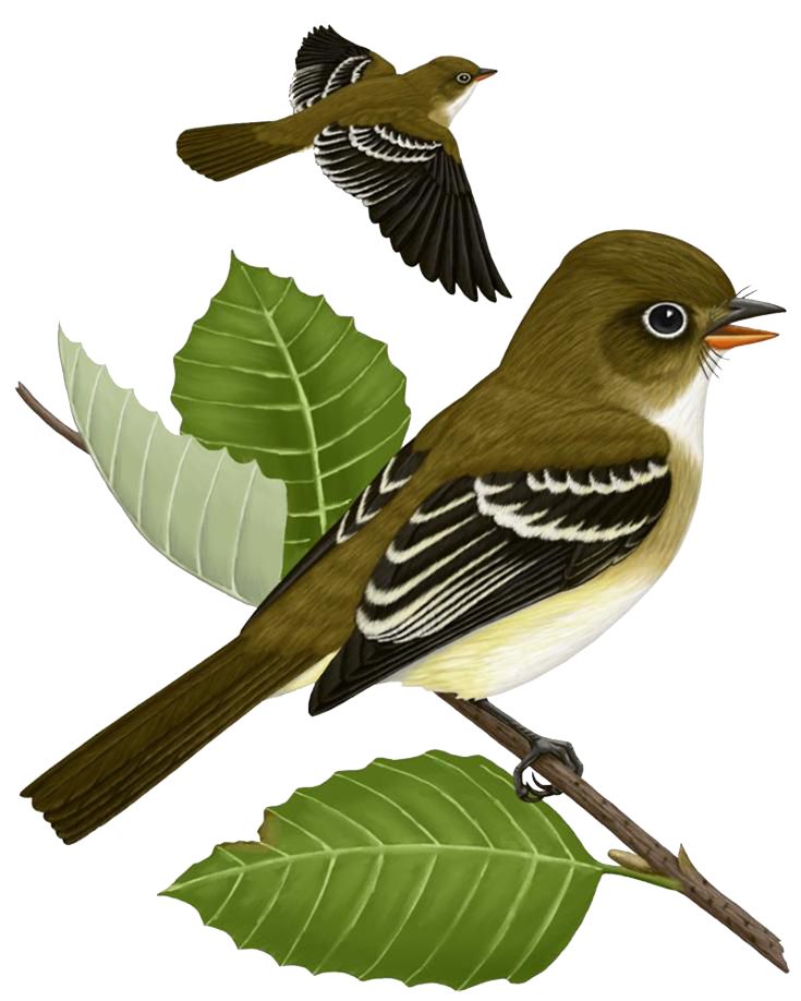 Sparrow PNG    图片编号:20148